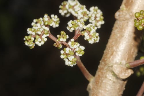 Urera elata
