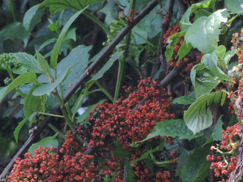 Urera hypselodendron