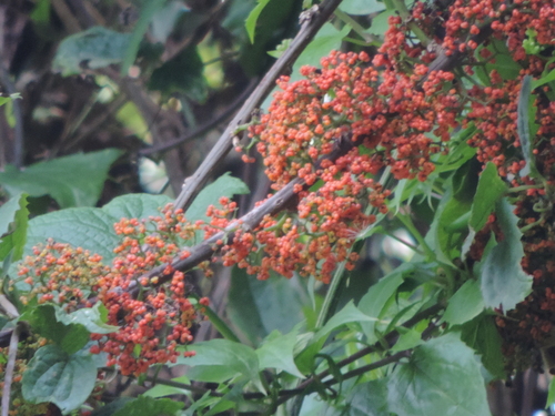 Urera hypselodendron