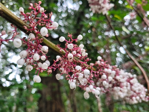 Urera nitida