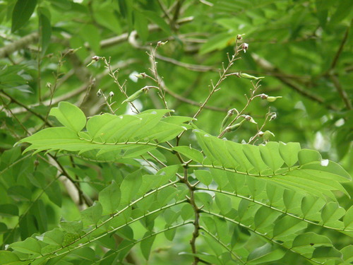 Uribea tamarindoides