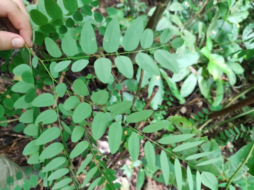 Uribea tamarindoides