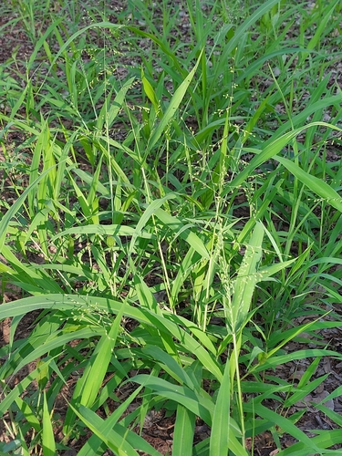 Urochloa deflexa