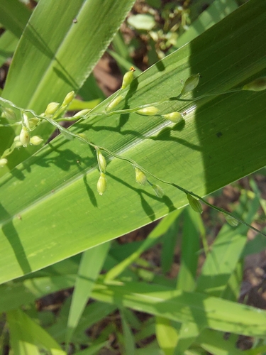 Urochloa deflexa
