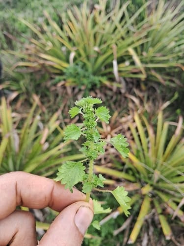 Urtica circularis