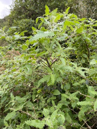 Urtica ferox