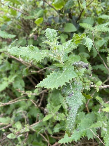 Urtica ferox