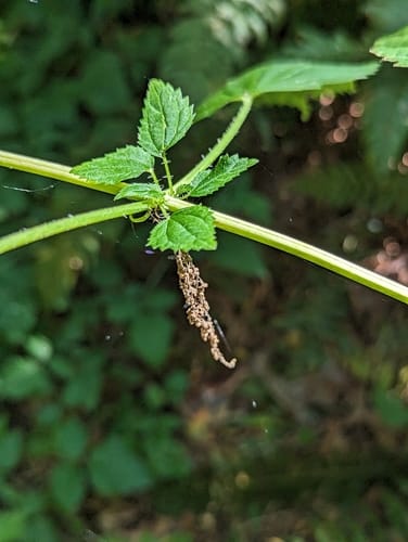 Urtica gracilis