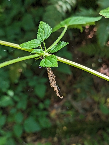 Urtica procera
