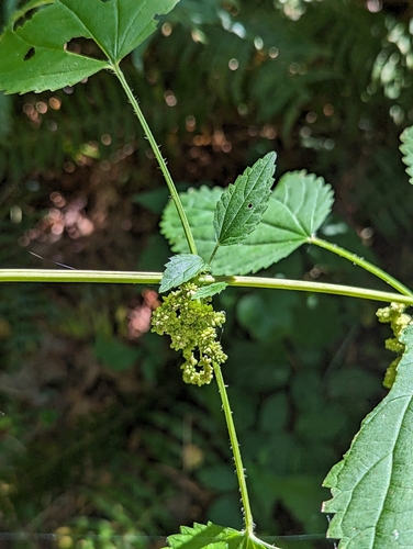 Urtica procera