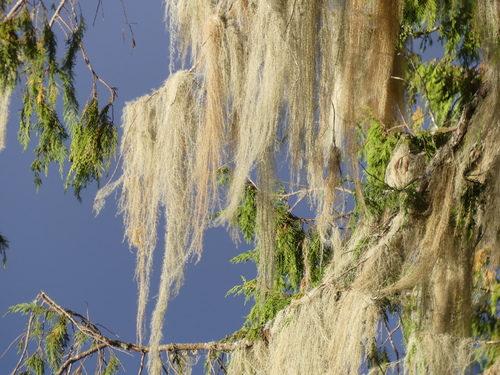 Usnea barbata