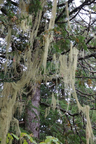 Usnea longissima