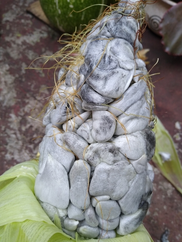 Ustilaginaceae