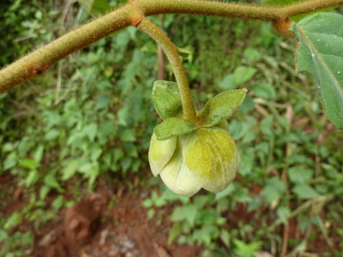 Uvaria afzelii