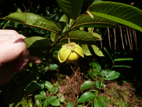 Uvaria baumannii