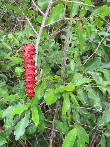 Uvaria caffra