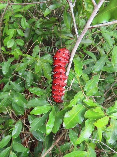 Uvaria caffra
