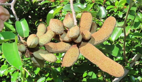 Uvaria lucida
