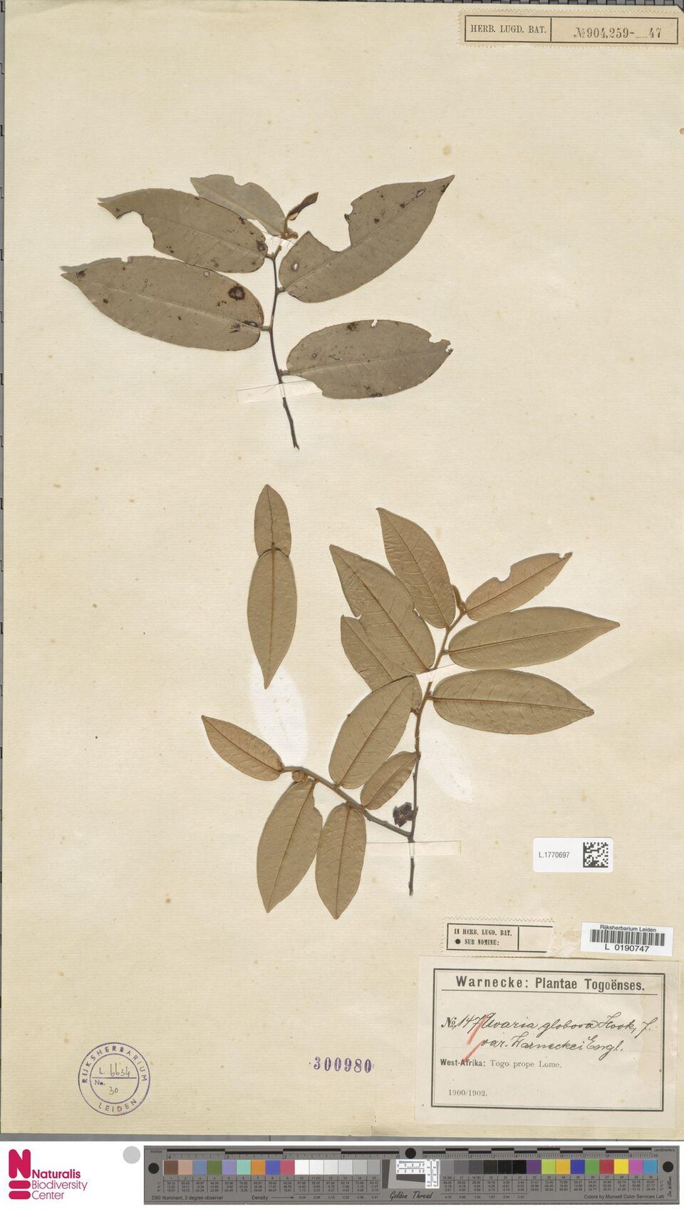 Uvaria ovata