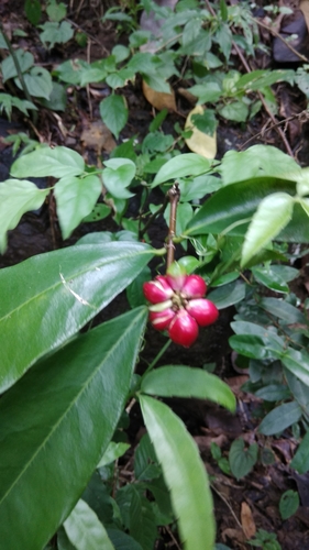 Uvaria rufa