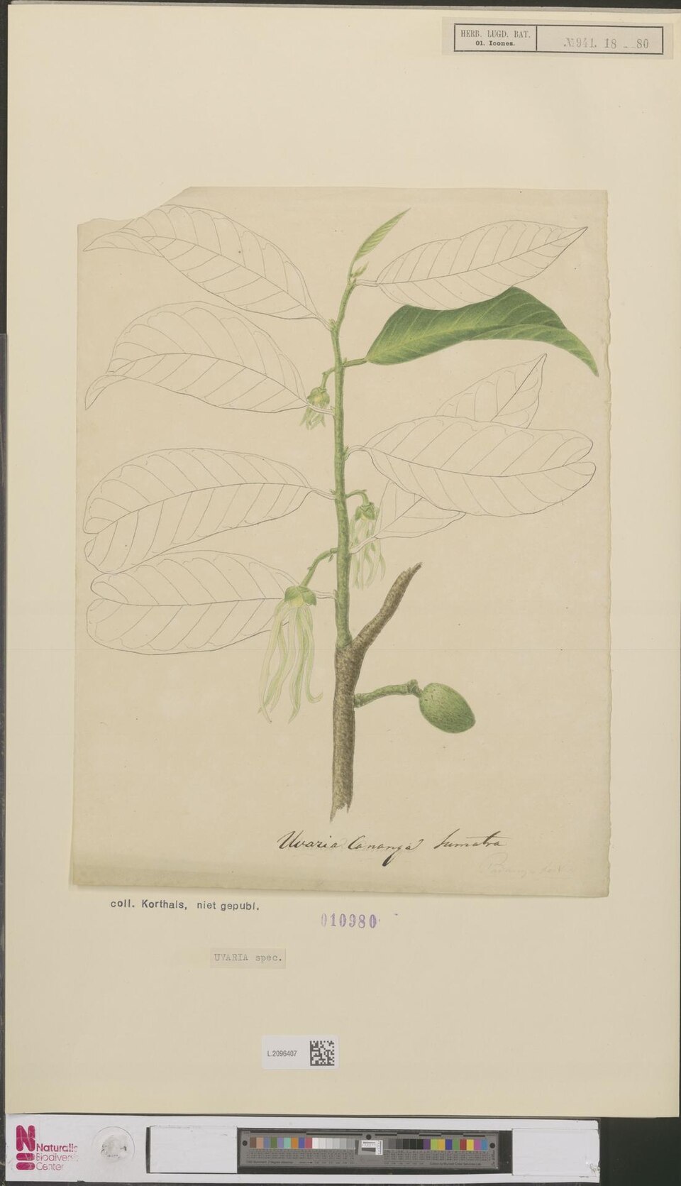 Uvaria sp