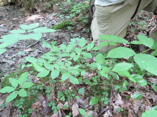 Vaccinium constablaei