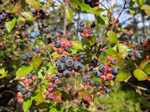 Vaccinium constablaei
