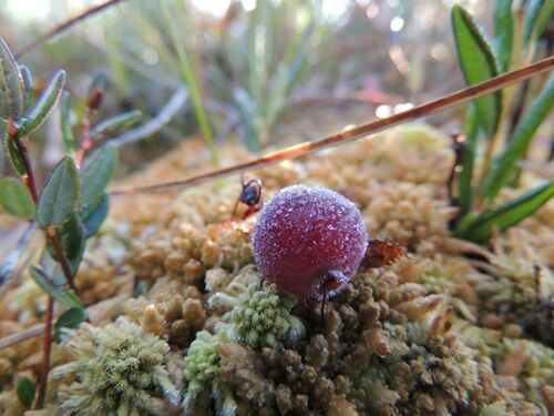 Vaccinium oxycoccus