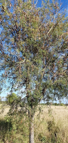 Vachellia bidwillii