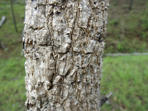 Vachellia bidwillii