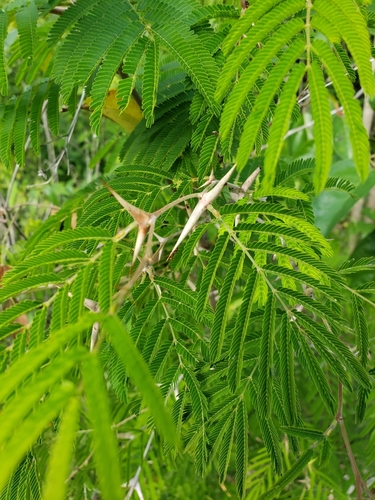 Vachellia cornigera