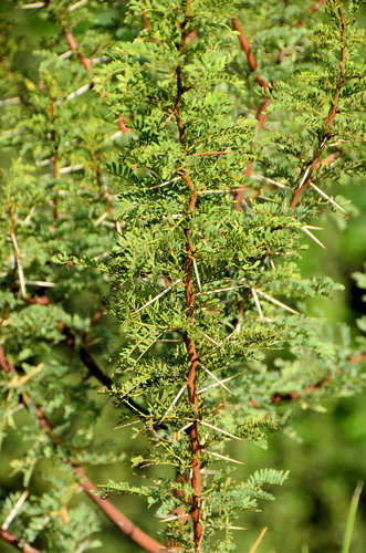 Vachellia karroo