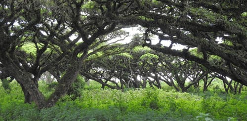 Vachellia lahai