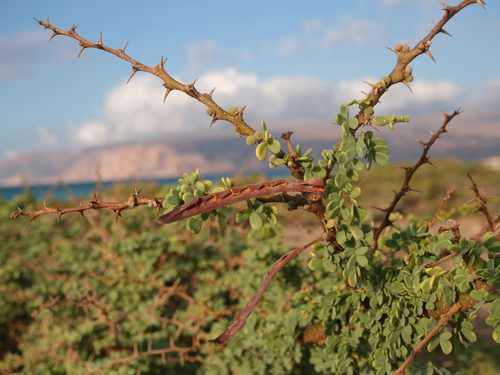 Vachellia oerfota