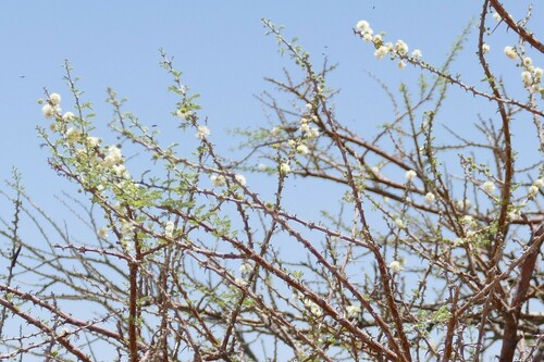 Vachellia reficiens