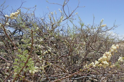 Vachellia reficiens
