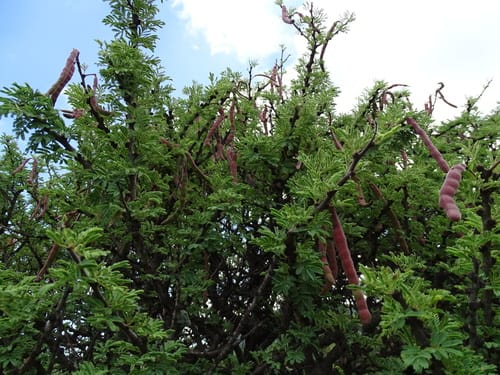 Vachellia schaffneri