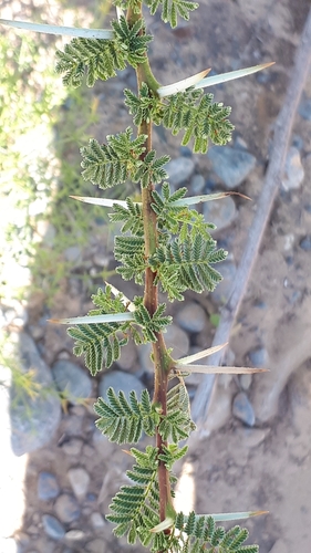 Vachellia tortilis