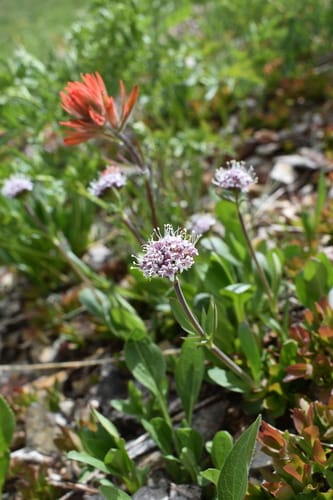 Valeriana capitata