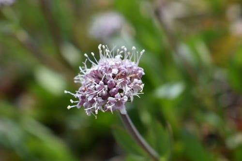Valeriana capitata