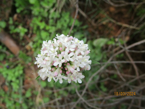 Valeriana dioscoridis