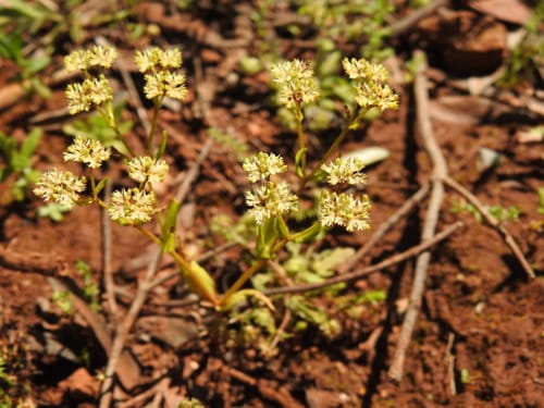 Valerianella microcarpa