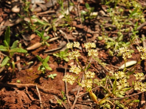 Valerianella microcarpa