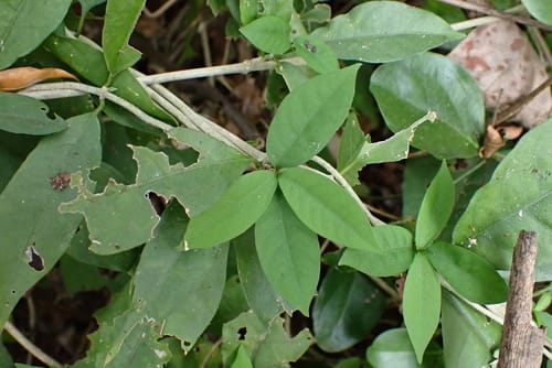 Vallaris solanacea