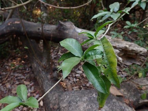 Vallaris solanacea