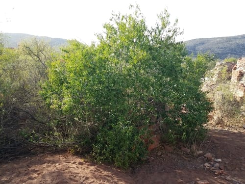 Vallesia glabra