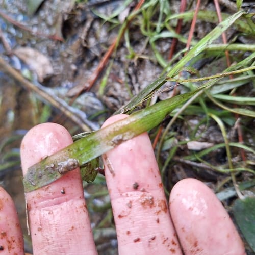 Vallisneria nana