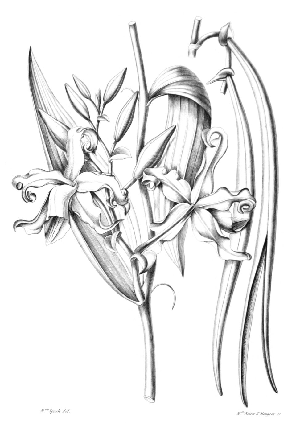 Vanilla aromatica