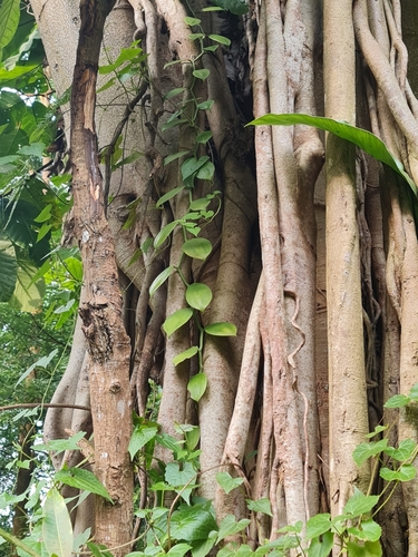 Vanilla griffithii