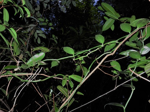 Vanilla griffithii